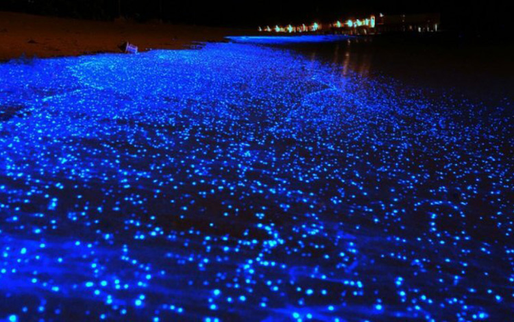 Sea of Stars on Vaadhoo Island